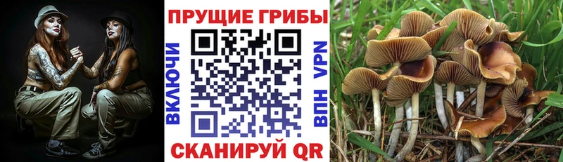 Псилоцибиновые грибы мицелий  сколько стоит  Алупка 